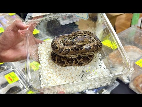 【爬虫類イベント】最近激推しの生体がめちゃくちゃ集まっててヤバすぎた！！！【レプタイルズサークル】(YouTube)