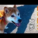 【噛む野犬】犬生はじめての散歩　名前「千春」にしました(YouTube)