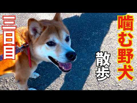 【噛む野犬】犬生はじめての散歩　名前「千春」にしました(YouTube)