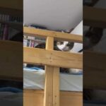 ちょっとスネた感じの「オデコ」「はい」(YouTube)