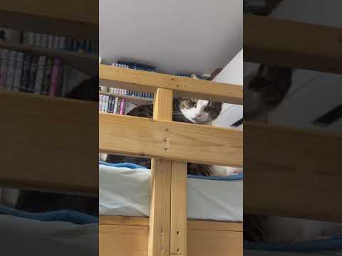 ちょっとスネた感じの「オデコ」「はい」(YouTube)