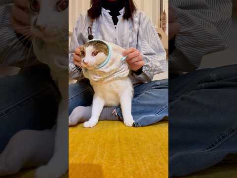 今日のエースお着替え👕 #寒の戻り(YouTube)