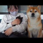 疲れたママを柴犬と子猫で奪い合い…結末が優しすぎた。。(YouTube)