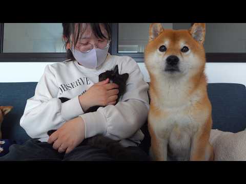 疲れたママを柴犬と子猫で奪い合い…結末が優しすぎた。。(YouTube)