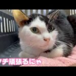 アタチ頑張るニャン キュウちゃん明日から自宅で輸液です  2026 03 04 2(YouTube)