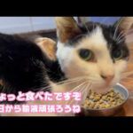 ちょっと食べたですぞ  キュウちゃん明日からと～ちゃん輸液頑張るからね2026 03 06 1(YouTube)