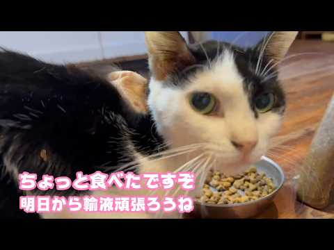 ちょっと食べたですぞ  キュウちゃん明日からと～ちゃん輸液頑張るからね2026 03 06 1(YouTube)