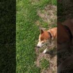 大変な事になってしまいました(YouTube)