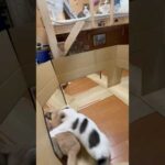 遅いおそい(YouTube)