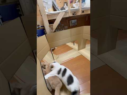 遅いおそい(YouTube)