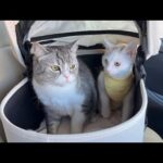 いつも車で暴れる新入り子猫をボスの隣に乗せてみたらまさかのこうなりましたw(YouTube)