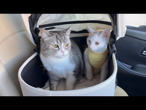 いつも車で暴れる新入り子猫をボスの隣に乗せてみたらまさかのこうなりましたw(YouTube)