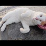 池のほとりでくつろいでいた茶シロ猫と一緒にベンチへお出掛けした(YouTube)