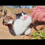 ハチワレ子猫が先輩猫の背中を見て人間との遊び方を学ぶ(YouTube)