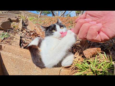 ハチワレ子猫が先輩猫の背中を見て人間との遊び方を学ぶ(YouTube)