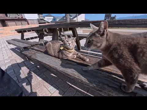 【今週の感動猫動画 2026/3/3w】今週撮った未公開猫動画まとめて公開-unreleased video of this week(YouTube)