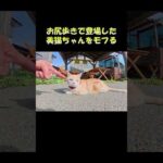 お尻歩きで登場した美猫ちゃんをモフる #猫 #ねこ #cat(YouTube)