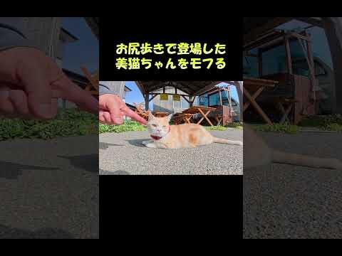 お尻歩きで登場した美猫ちゃんをモフる #猫 #ねこ #cat(YouTube)