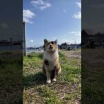島の通りで出会った三毛猫ちゃんがかわいすぎた(YouTube)