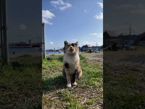 島の通りで出会った三毛猫ちゃんがかわいすぎた(YouTube)