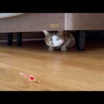 食べたい気持ちvs怖い気持ち。猫エースの葛藤(YouTube)
