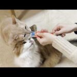 犬猿の仲でもモグモグ言いながらちゅーるを食べる猫(YouTube)
