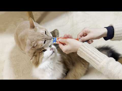 犬猿の仲でもモグモグ言いながらちゅーるを食べる猫(YouTube)