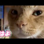 おはよ  猫様に起こされるのは幸せなのか  コジローみなさのお陰で頑張っております  2026 03 31 1(YouTube)