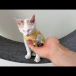 お気に入りの猫じゃらしを噛みちぎって壊した子猫がこうなっちゃいました…(YouTube)