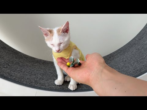 お気に入りの猫じゃらしを噛みちぎって壊した子猫がこうなっちゃいました…(YouTube)