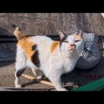 腰トントンが大好きな三毛猫ちゃん…帰ろうとするとまた呼び止められてなかなか帰れない(YouTube)