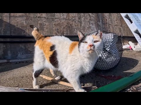 腰トントンが大好きな三毛猫ちゃん…帰ろうとするとまた呼び止められてなかなか帰れない(YouTube)