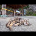 足湯の猫ちゃん超カワイイ!(YouTube)