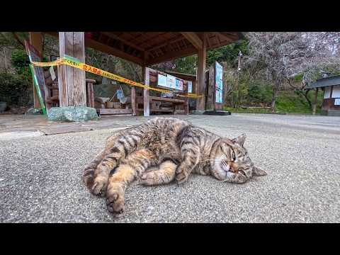 足湯の猫ちゃん超カワイイ!(YouTube)