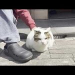 息子と玄関でほのぼのと日向ぼっこする太めの猫(YouTube)