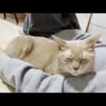 どっちも楽しそうに遊ぶ息子と猫(YouTube)