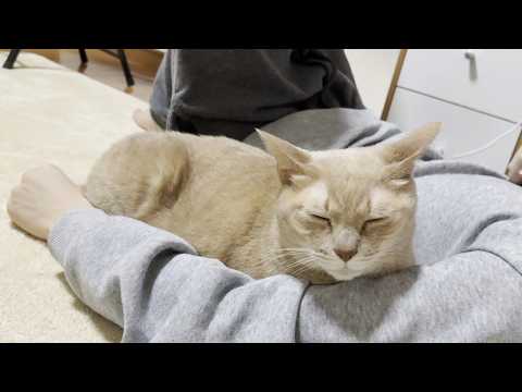 どっちも楽しそうに遊ぶ息子と猫(YouTube)