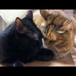 黒猫くんは飼い主に甘えていても姫猫のためなら急いで側へ駆けつけます(YouTube)