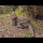 足湯の管理人猫ちゃん、草むらの中で休憩中でした(YouTube)