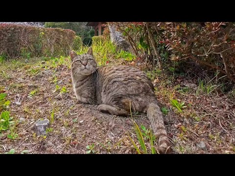 足湯の管理人猫ちゃん、草むらの中で休憩中でした(YouTube)