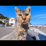 猫島で防波堤に座ると猫たちが集まってきます(YouTube)