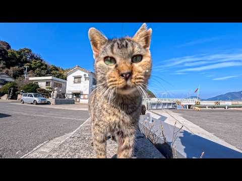 猫島で防波堤に座ると猫たちが集まってきます(YouTube)