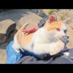 新入り猫ちゃん達が人間のひざの上に座る練習をする(YouTube)
