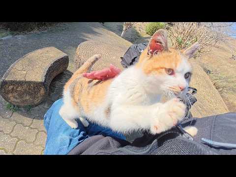 新入り猫ちゃん達が人間のひざの上に座る練習をする(YouTube)