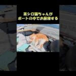 茶シロ猫ちゃんがボートの中でお昼寝する #猫 #ねこ #cat(YouTube)