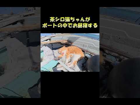 茶シロ猫ちゃんがボートの中でお昼寝する #猫 #ねこ #cat(YouTube)