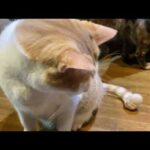 あと2日です ママさんワンオペ  2026.03.17 その1(YouTube)