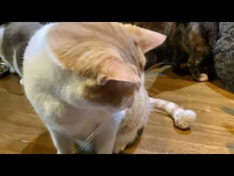 あと2日です ママさんワンオペ  2026.03.17 その1(YouTube)