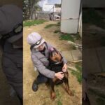 ロットワイラー老婆を襲う！(YouTube)