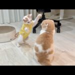 退院して久しぶりに大好きな先輩と再会した子猫が嬉しすぎてこうなっちゃいましたw(YouTube)